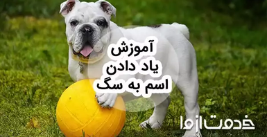 آموزش یاد دادن اسم به سگ